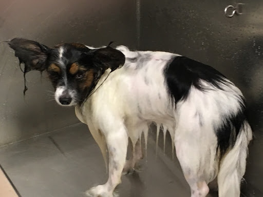 Pet Supply Store «Lemos Feed & Pet Supply», reviews and photos, 1320 Main St, Morro Bay, CA 93442, USA