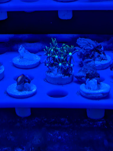 Tropical Fish Store «Fishy Business Aquatics», reviews and photos, 4202 S Cleveland Ave, Fort Myers, FL 33901, USA