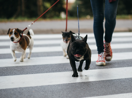 Pet Store «Pet Resources», reviews and photos, 814 Westchester Ave, Bronx, NY 10455, USA