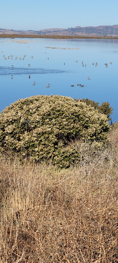 Nature Preserve «Cullinan Ranch», reviews and photos, 1158 Sears Point Rd, Vallejo, CA 94592, USA