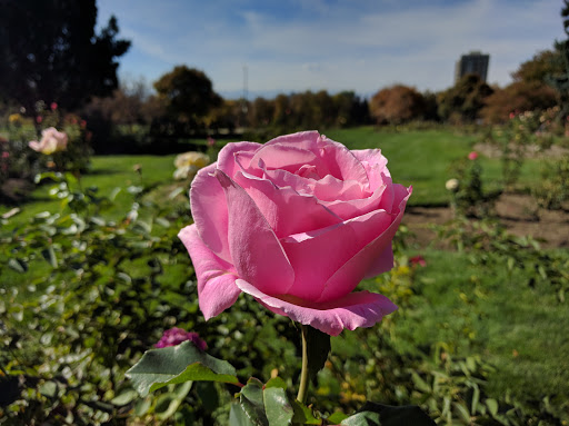 Park «Cheesman Park», reviews and photos, 1599 8th Ave, Denver, CO 80218, USA