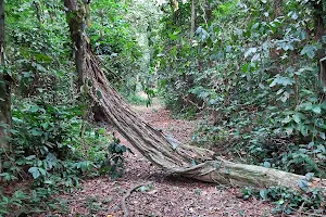Sibang Arboretum image