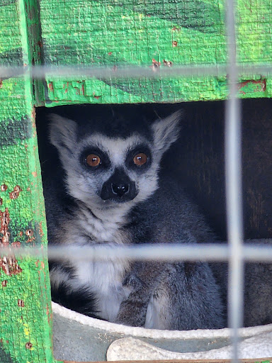 Zoo «Luray Zoo A Rescue Zoo», reviews and photos, 1087 U.S. 211, Luray, VA 22835, USA