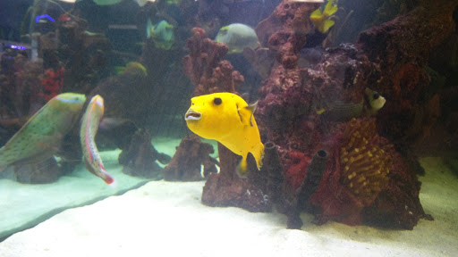 Tropical Fish Store «Premier Aquatics», reviews and photos, 1801 Roswell Rd, Marietta, GA 30062, USA