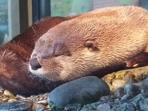 Gift Shop «Seattle Aquarium Gift Store», reviews and photos, 1483 Alaskan Way, Seattle, WA 98101, USA