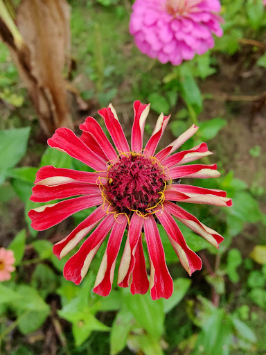 Tourist Attraction «Lucky Ladd Farms», reviews and photos, 4374 Rocky Glade Rd, Eagleville, TN 37060, USA