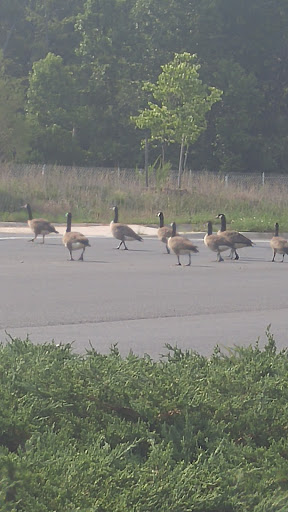 Park «Poplar Tree Park», reviews and photos, 4718 Stringfellow Rd, Fairfax, VA 22030, USA