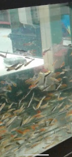 Pet Supply Store «Petco Animal Supplies», reviews and photos, 1415 E Warner Rd, Gilbert, AZ 85296, USA