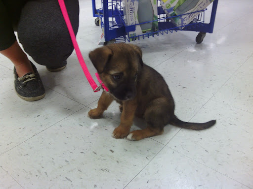 Pet Supply Store «PetSmart», reviews and photos, 1297 Promenade Pl, Eagan, MN 55121, USA