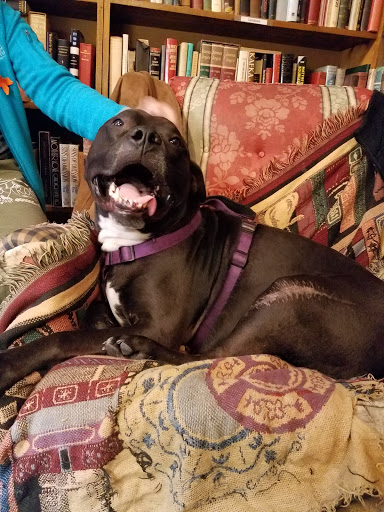 Used Book Store «Pages Past-Used & Rare Books», reviews and photos, 1837 Spring Garden St, Greensboro, NC 27403, USA