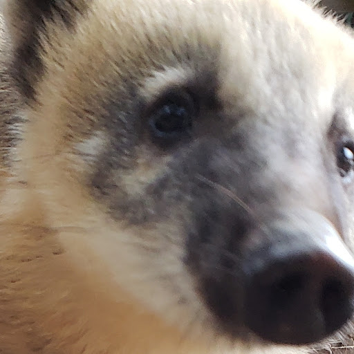 Pony Ride Service «Animals Unlimited LLC est 1996 travelling petting zoo/pony rides/travelling exotic animal programs .», reviews and photos, 16805 Mountain Rd, Montpelier, VA 23192, USA