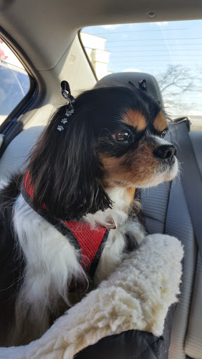 Pet Supply Store «Petco Animal Supplies», reviews and photos, 60 E Golf Rd, Schaumburg, IL 60173, USA