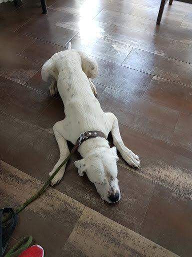 Ricote Valley Veterinary Clinic en Archena, Murcia