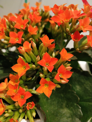 Florist «Thrifty Florist Ann Arbor», reviews and photos, 3021 Carpenter Rd, Ypsilanti, MI 48197, USA