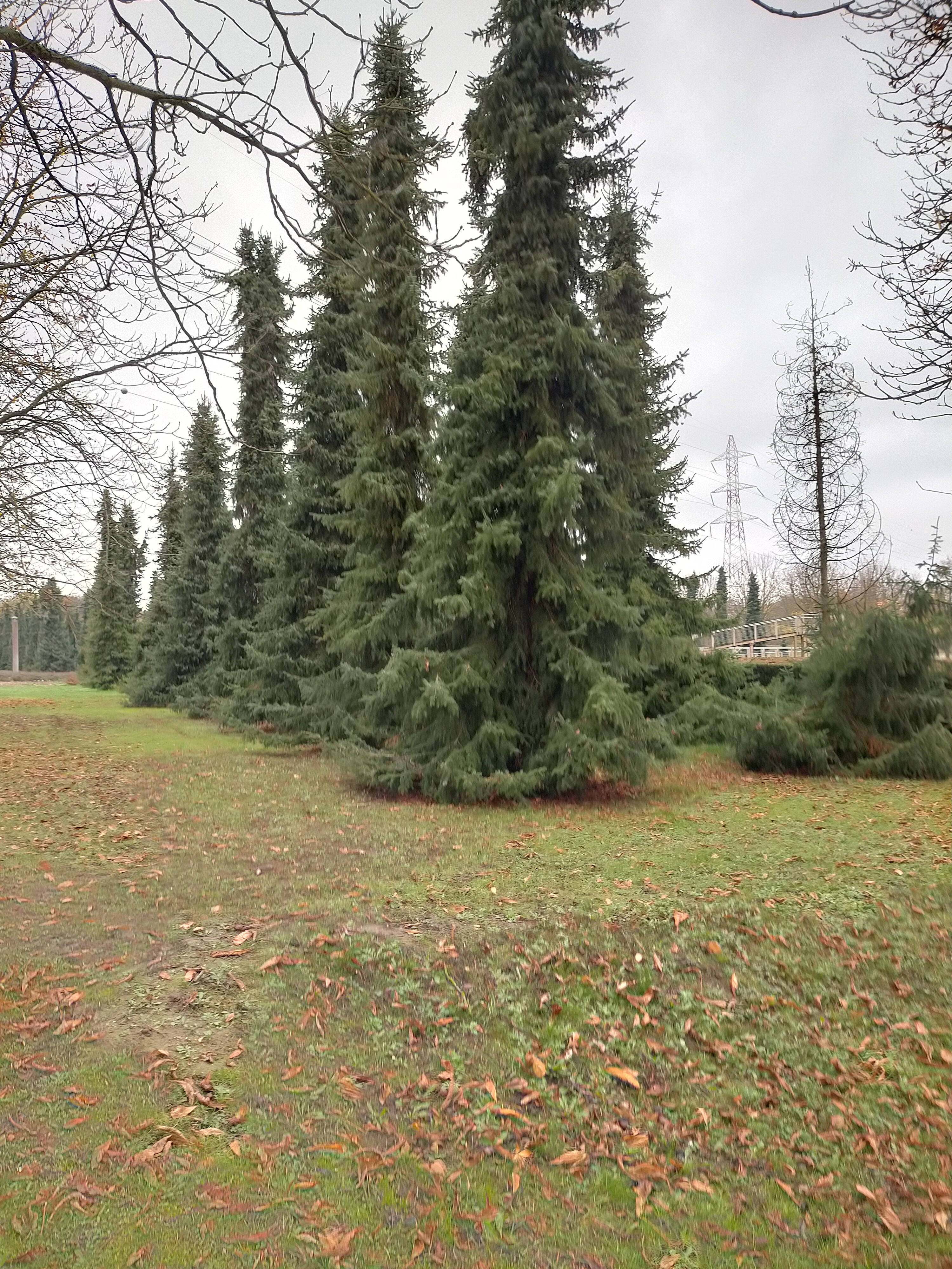 Photo n° 2 de l'avis de carboni.a fait le 11/11/2020 à 15:38