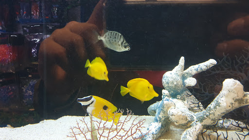 Tropical Fish Store «C K Fish World», reviews and photos, 410 N Azusa Ave, West Covina, CA 91791, USA