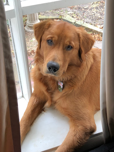 Pet Supply Store «Petco Animal Supplies», reviews and photos, 1450 Twixt Town Rd, Marion, IA 52302, USA