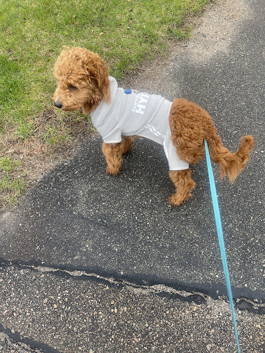 Pet Supply Store «PetSmart», reviews and photos, 250 Grossman Dr, Braintree, MA 02184, USA