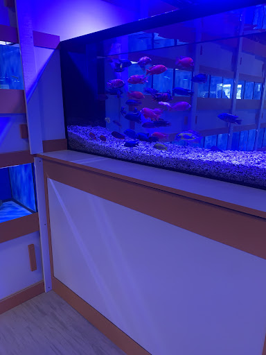 Tropical Fish Store «Nemo Aquarium», reviews and photos, 1560 Indian Trail Rd #106, Norcross, GA 30093, USA