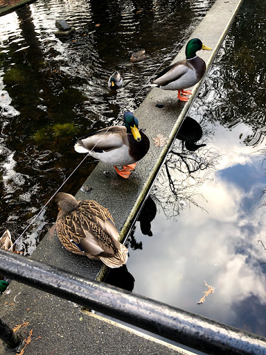 Winery «Chateau Ste. Michelle Winery», reviews and photos, 14111 NE 145th St, Woodinville, WA 98072, USA