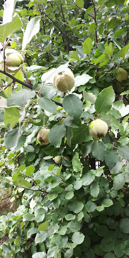 Park «Creston Park», reviews and photos, SE 44th Ave & Powell Blvd, Portland, OR 97206, USA