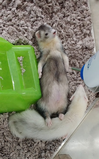 Pet Supply Store «Petco Animal Supplies», reviews and photos, 2807 Wilma Rudolph Blvd, Clarksville, TN 37040, USA