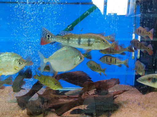 Tropical Fish Store «Xtreme Fish & Pets», reviews and photos, 11415 Bellaire Blvd # A, Houston, TX 77072, USA