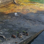 Photo n°10 de l'avis de antonino.a fait le 28/06/2019 à 11:06 sur le  Caffe Maggiore à Meina