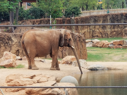 Zoo «Zoo Atlanta», reviews and photos, 800 Cherokee Ave SE, Atlanta, GA 30315, USA