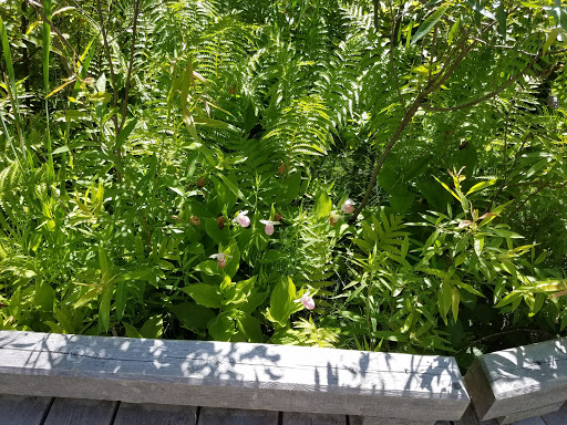 Nature Preserve «Eshqua Bog Natural Area», reviews and photos, Garvin Hill Rd, Woodstock, VT 05091, USA