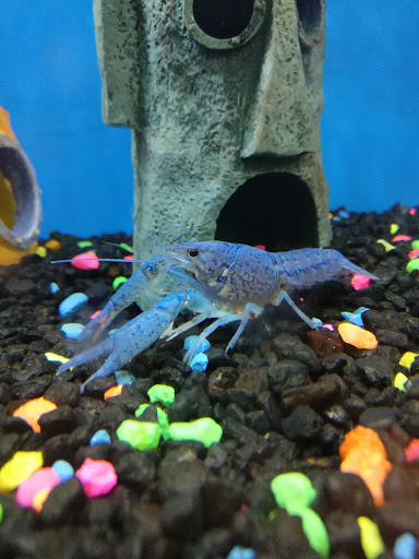 Pet Supply Store «Petco Animal Supplies», reviews and photos, 2131 Pleasant Hill Rd, Duluth, GA 30096, USA