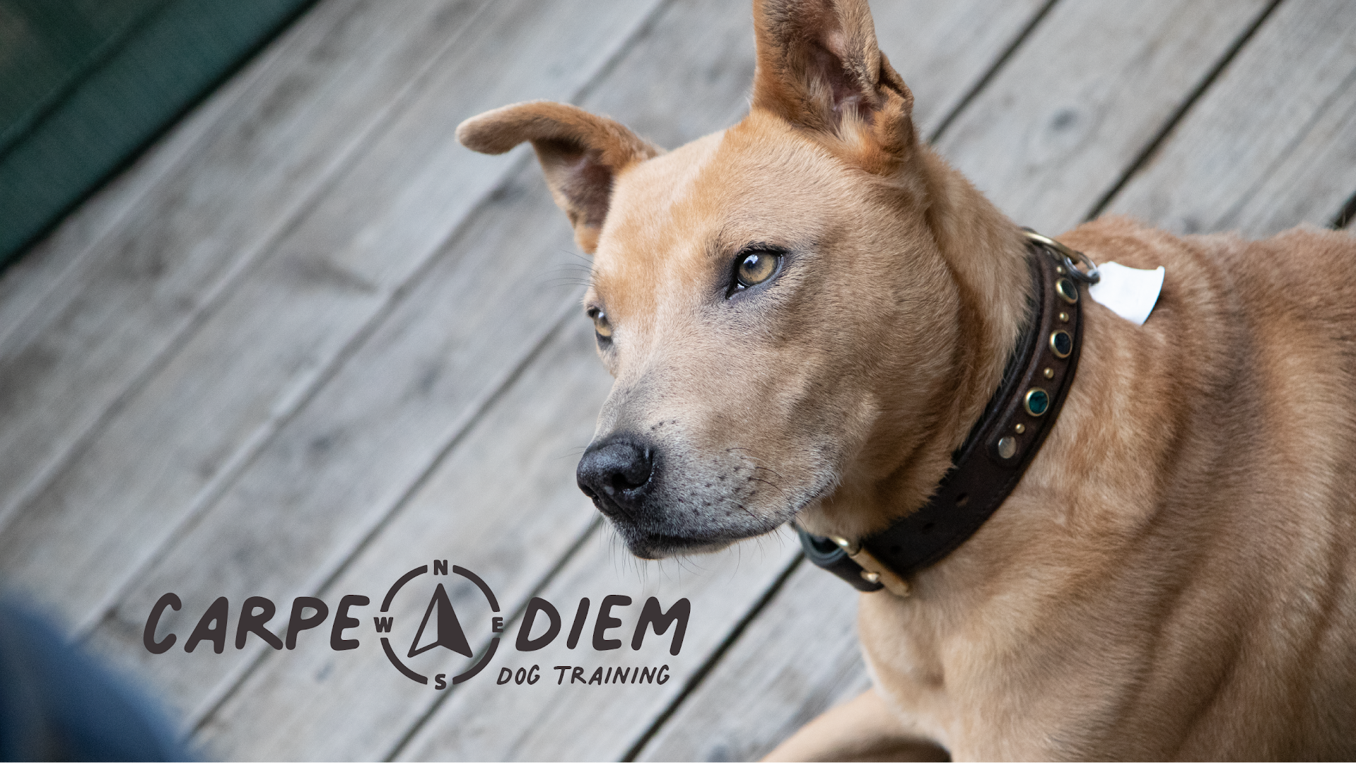 Carpe Diem Dog Training