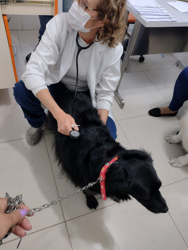 Clínical November XV Veterinary em Ferraz de Vasconcelos - SP