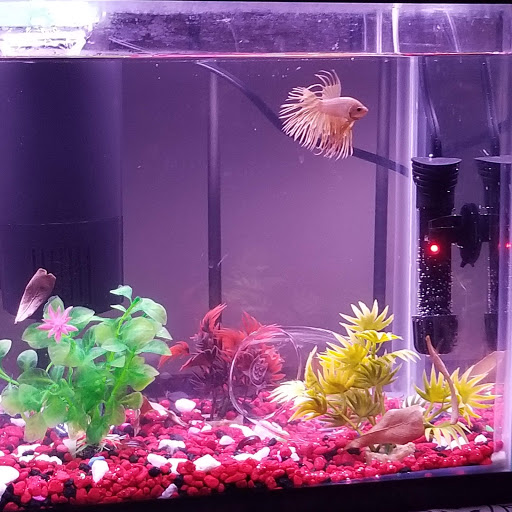 Pet Supply Store «Petco Animal Supplies», reviews and photos, 178 Township Blvd, Camillus, NY 13031, USA