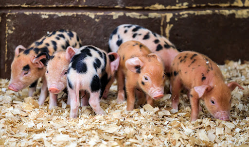 Farmhouses with animals Kingston-upon-Thames