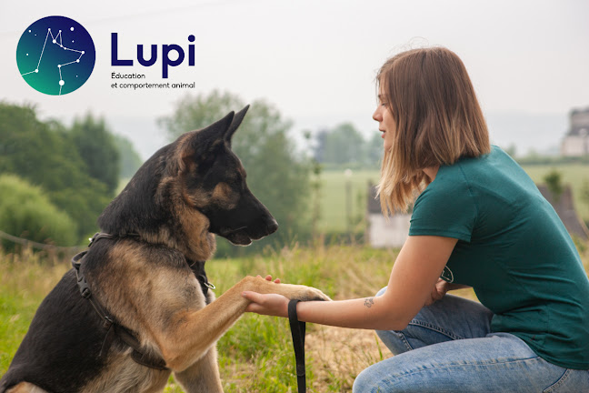 Lupi - Éducation et comportement animal - Andenne