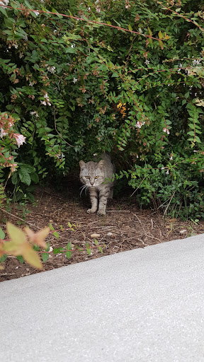 Museum «Meadows Museum», reviews and photos, 5900 Bishop Blvd, Dallas, TX 75205, USA