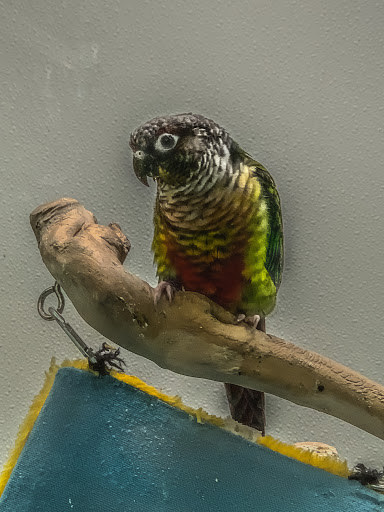 Pet Store «Petland Discounts - Derby», reviews and photos, 49 State Rte 727 # 12, Derby, CT 06418, USA