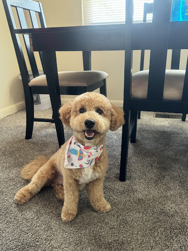 Snoopy Pet Grooming, Roland Park