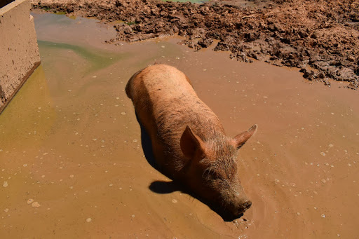 Non-Profit Organization «Dauset Trails Nature Center», reviews and photos, 360 Mt Vernon Church Rd, Jackson, GA 30233, USA