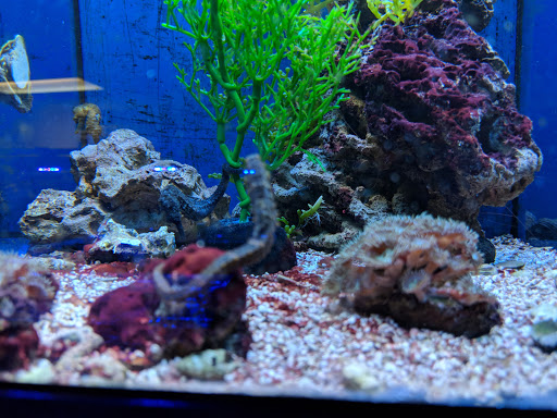 Tropical Fish Store «Aquatic Obsessions», reviews and photos, 1150 St George Ave, Avenel, NJ 07001, USA