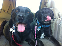 See Spot Run Pet Care, Inc. - Photo 9 - Car repair in , San Jose