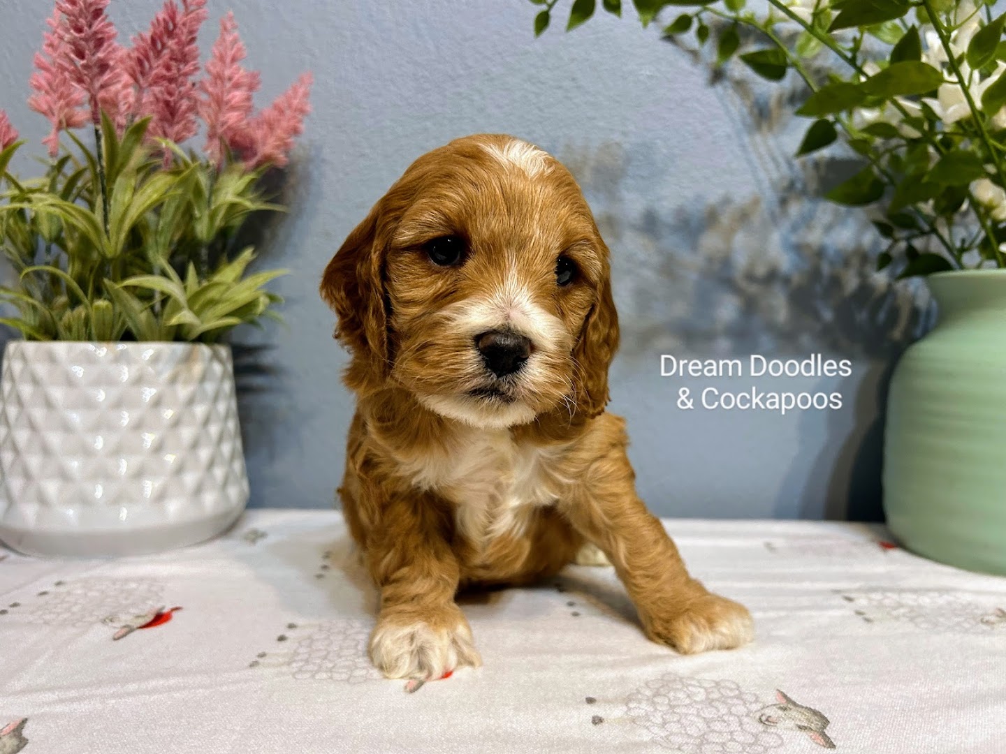 Dream Doodles and Cockapoos