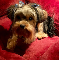 Pets in Paradise 2 - Photo 7 - Car repair in Hamilton Township, NJ, Trenton