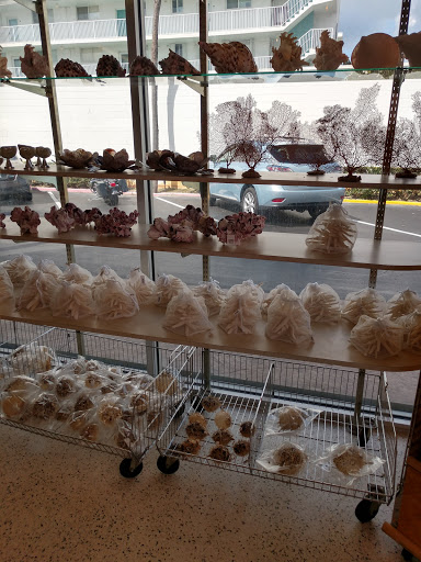 Gift Shop «Big Shark», reviews and photos, 2715 N Atlantic Ave, Daytona Beach, FL 32118, USA