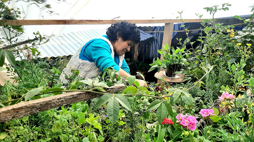 Plantas y Cerámicas Mujica Cusco