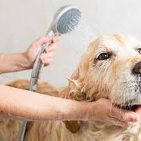 The Furry Inn - Dog Day Care/Kennel - Photo 7 - Car repair in Bridgeport, CT, Bridgeport