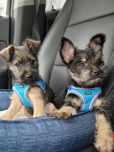 Pet Store «Animal House», reviews and photos, 7869 Hamilton Ave, Cincinnati, OH 45231, USA