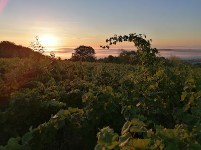 Domaine Enivrance à Marieulles