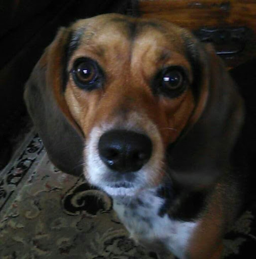 Pet Groomer «Ufuri Pet Salon», reviews and photos, 235 Huron Ave, Port Huron, MI 48060, USA